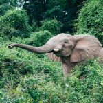 An elephant in bushes at Rubondo Island Camp