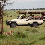 Serengeti Bushtops
