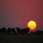 Wildebeest backlit by setting sun