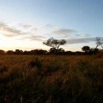 Scenery of the Serengeti