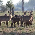Several waterbuck antelope standing in an open plain in Africa