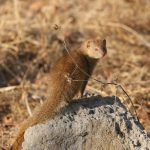 A small Slender Mongoose standing on a termite mound